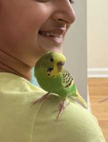 Lost Budgerigar