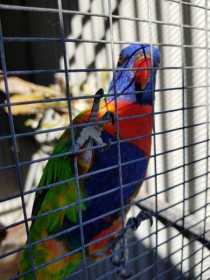 Lost Lory / Lorikeet