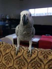 Lost African Grey