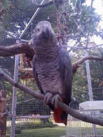 Lost African Grey