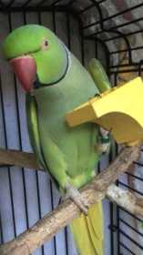 Lost African Ringneck Parakeet