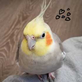 Lost Cockatiel