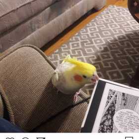 Lost Cockatiel