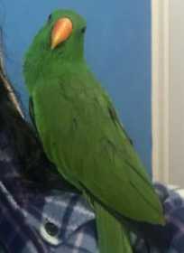 Lost Eclectus