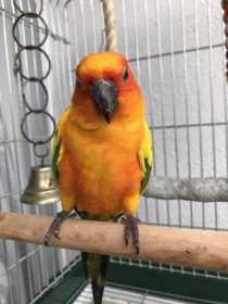 Lost Conure
