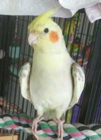 Lost Cockatiel