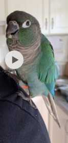 Lost Conure