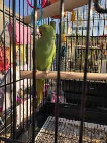 Lost Rose Ringed Parakeet