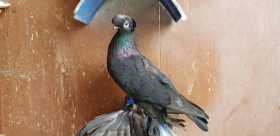 Lost Pigeon