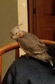 Lost Cockatiel