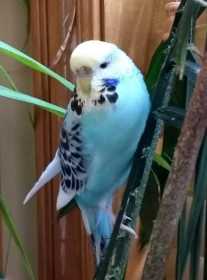 Lost Budgerigar