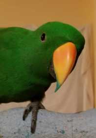 Lost Eclectus