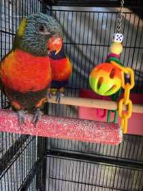 Lost Lory / Lorikeet