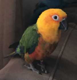 Lost Conure