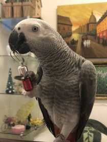 Lost African Grey