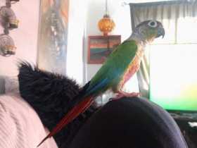 Lost Conure