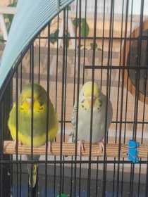 Lost Budgerigar