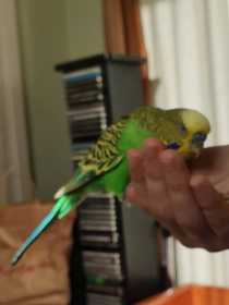 Lost Budgerigar