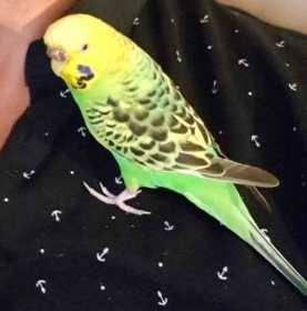 Lost Budgerigar