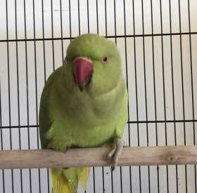 Lost Indian Ringneck Parakeet