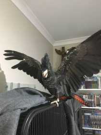 Lost Black Cockatoo