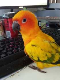 Lost Conure