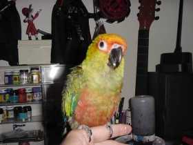 Lost Conure