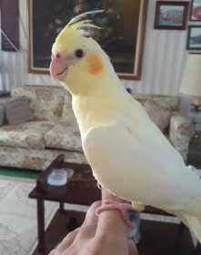 Lost Cockatiel