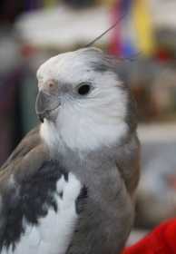 Lost Cockatiel