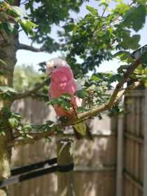 Lost Galah Cockatoo