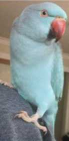 Lost Indian Ringneck Parakeet