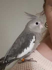 Lost Cockatiel