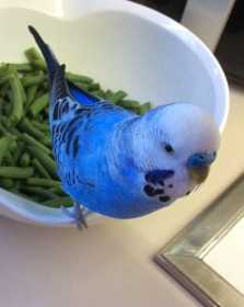 Lost Budgerigar