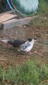 Lost Duck