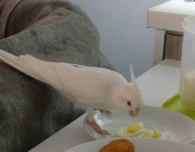 Lost Cockatiel