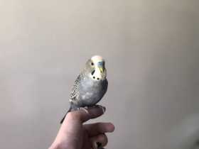 Lost Budgerigar