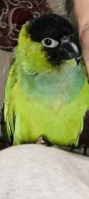 Lost Conure