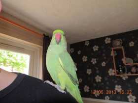 Lost Indian Ringneck Parakeet