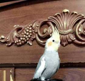 Lost Cockatiel
