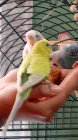 Lost Budgerigar