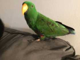 Lost Eclectus