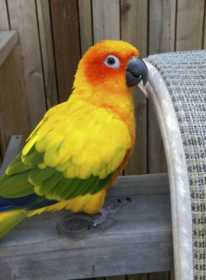 Lost Conure