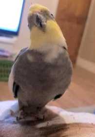 Lost Cockatiel