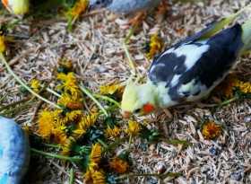 Lost Cockatiel