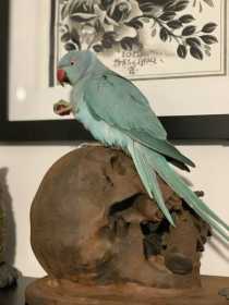 Lost Indian Ringneck Parakeet