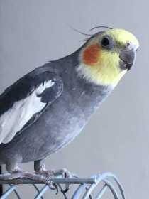 Lost Cockatiel