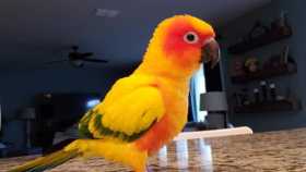 Lost Conure