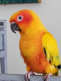 Lost Conure