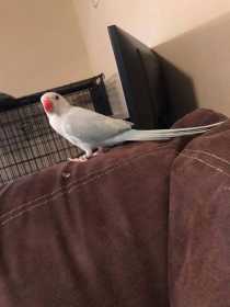 Lost Indian Ringneck Parakeet