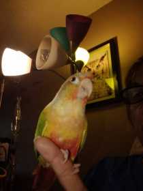 Lost Conure